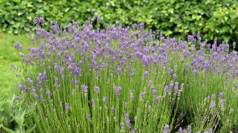 Bed of lavender blooming in the garden