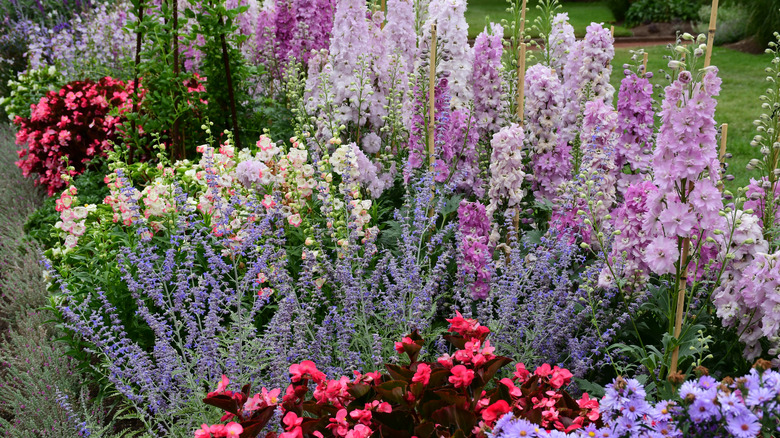 Delphinium alongside lavender and other flowers in a cottage garden