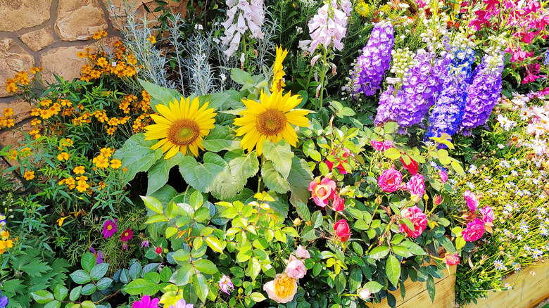 A multicolored flowerbed