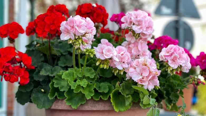 Mixed potted geraniums