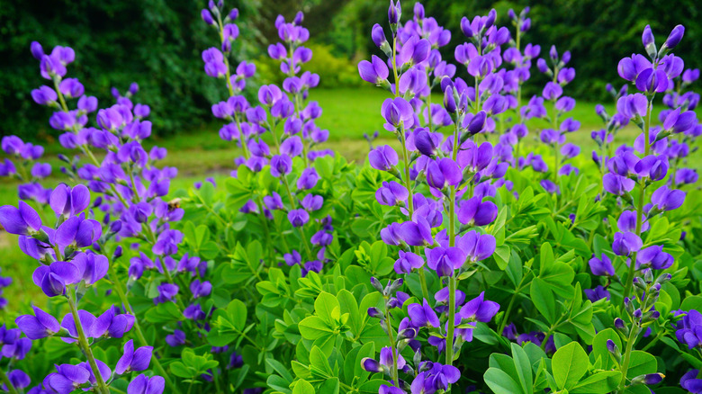 False indigo plants blooming in the garden
