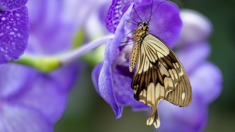 A butterfly resting on a flower