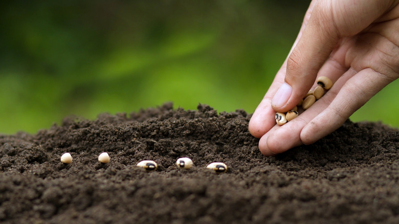 A hand planting seeds in dirt