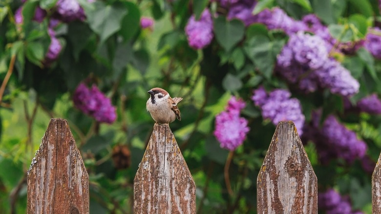 Bird on fence with lilacs behind it