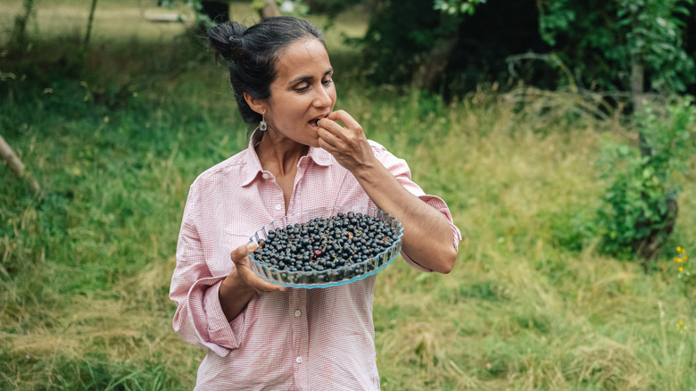 Woman eating harvested blackcurrants