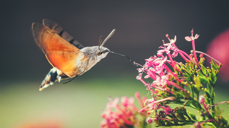 Hummingbird moth feeding