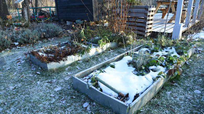 frost on outdoor garden