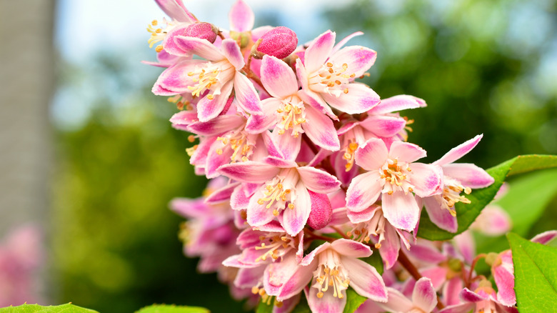 A close-up shot of pink deutzia blooms