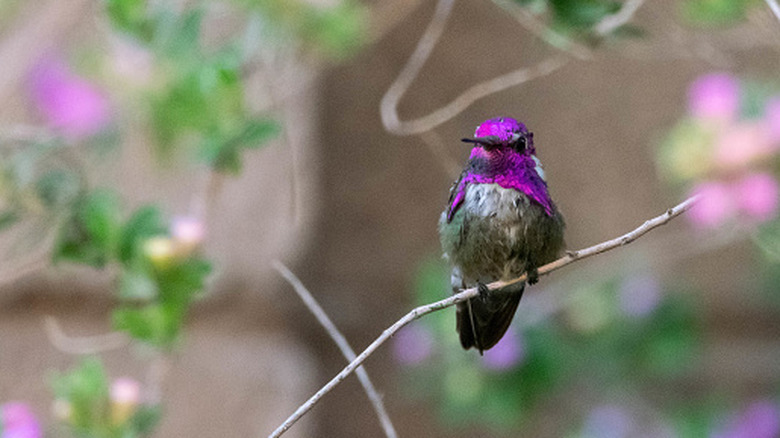 A purple and gray hummingbird perched on branch with blurred pink flowers in background
