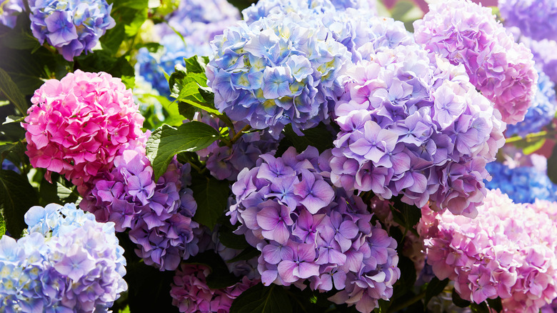 Hydrangea flowers