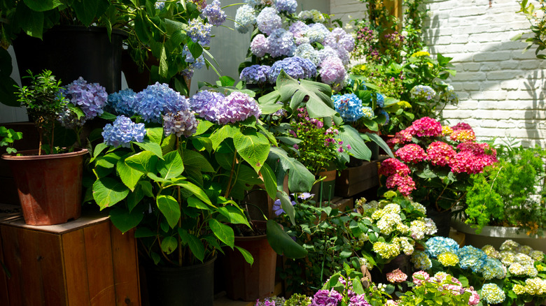 Variety of hydrangeas in a storefront