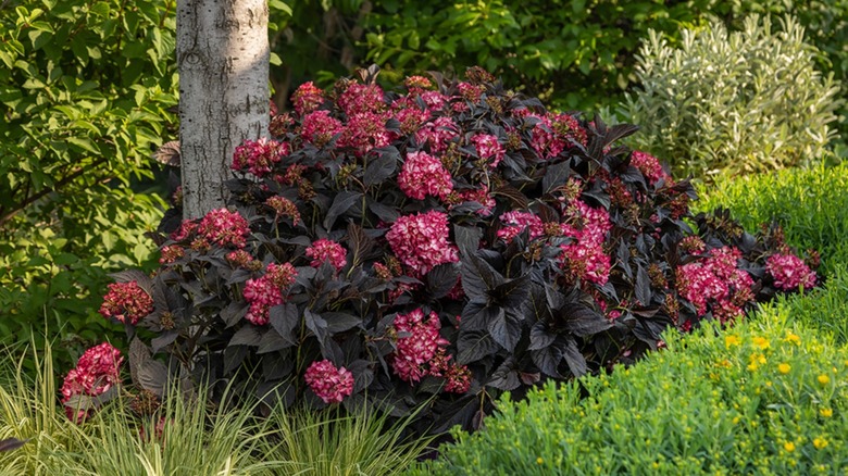 Red hydrangeas with dark purple leaves against green shrubbery