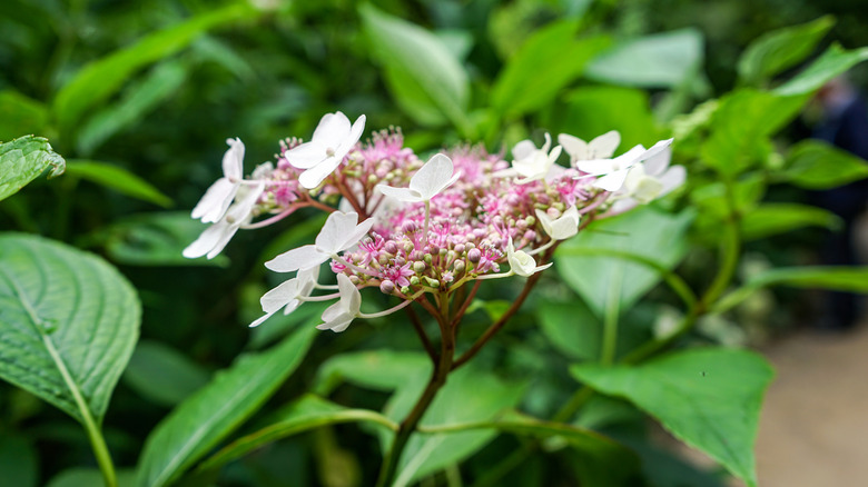 A close up image of an Invincibelle Lace smooth hydrangea