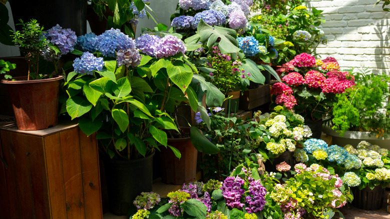 Assorted flowering hydrangea varieties in containers