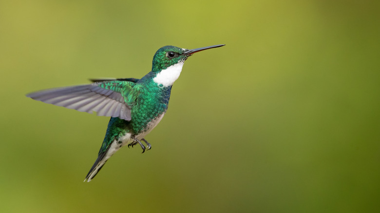 A brightly-colored hummingbird in mid-flight