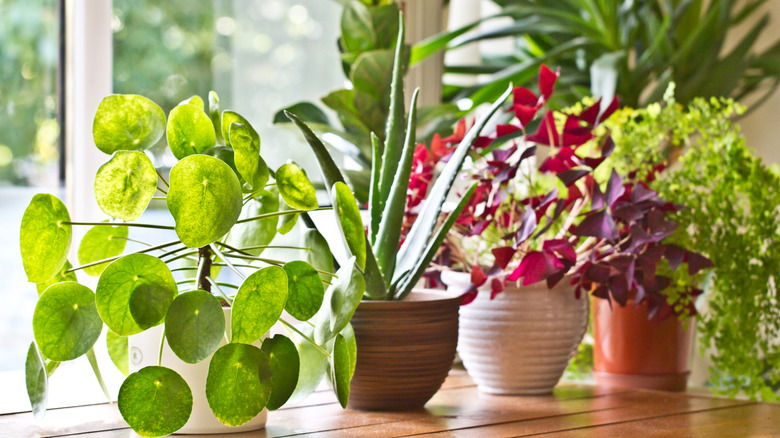 Various potted plants indoors
