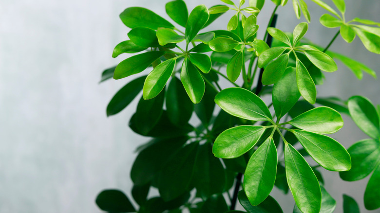 Schefflera's leaf formation resembles an umbrella.