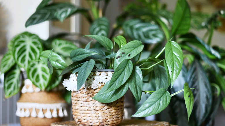 A collection of houseplants