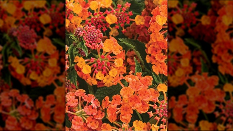close-up on Lantana camara 'Luscious Marmalade' flowers