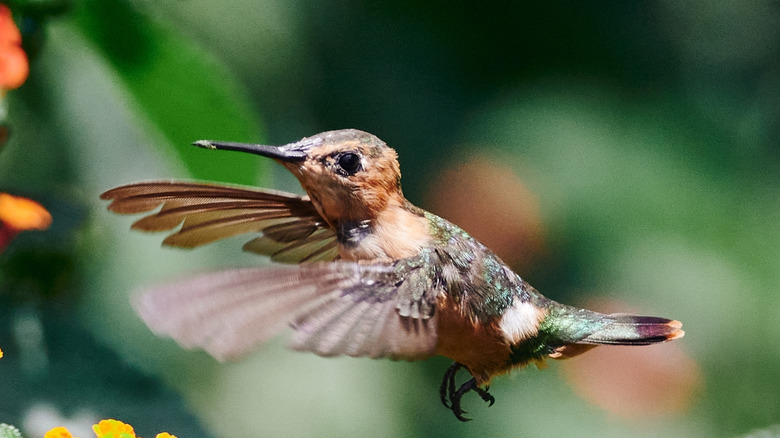closeup of hummingbird approaching flowers