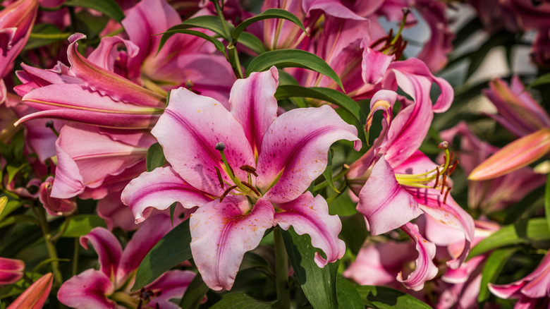 A blooming oriental lily close up