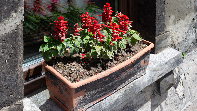 Red salvia in a pot on a windowsill