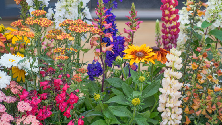 Various flowers in a flower bed, including salvias