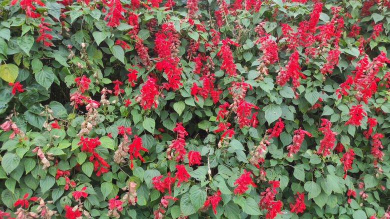 Scarlet sage in full bloom