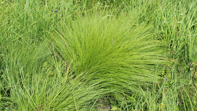 Green prairie dropseed growing in tufts