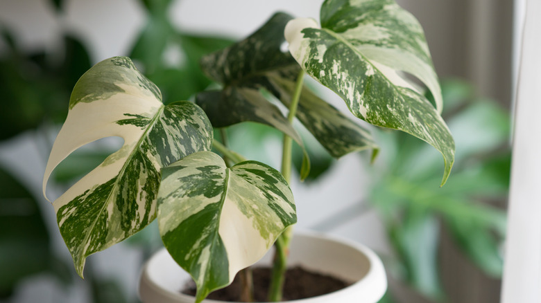 Variegated monstera albo in a plant pot indoors
