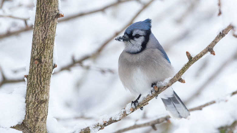 Blue jay perched on a branch in the winter