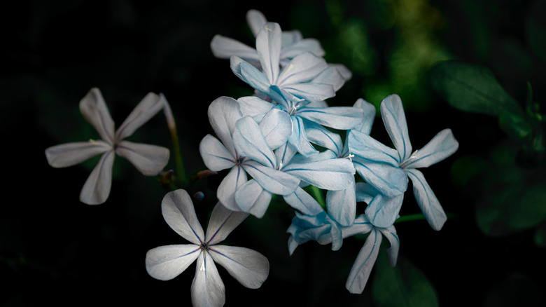 Close-up of blooming night phlox in the dark.