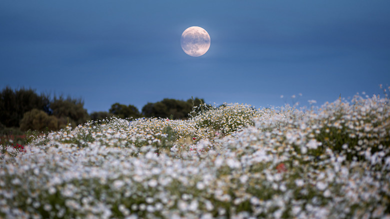 Moon overlooking field of white flowers.