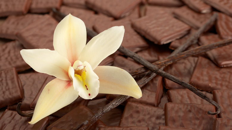 Vanilla flower with vanilla bean
