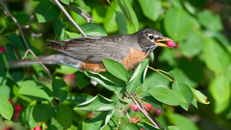 American robin eating serviceberry fruit
