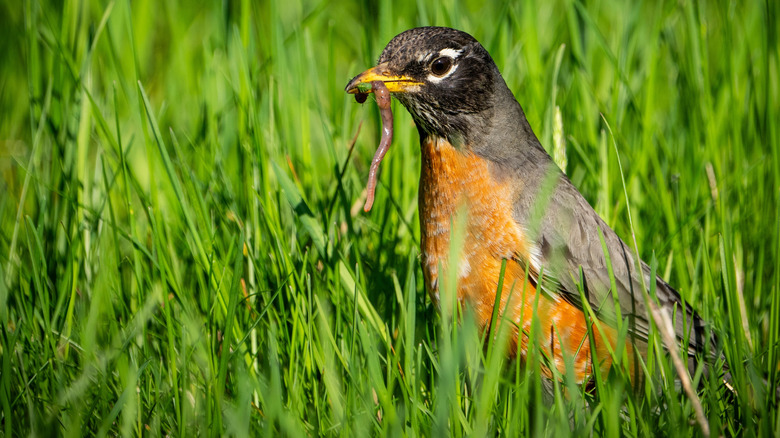 American robin standing on grass with earthworm in mouth