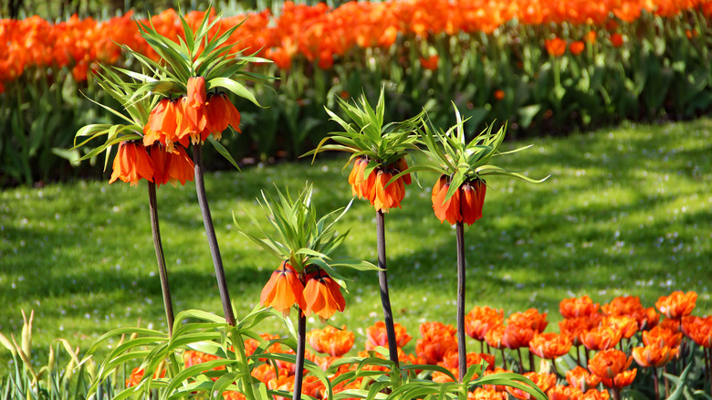 fritillaria