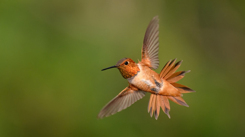 An orange hummingbird in flight with its wings fully spread.