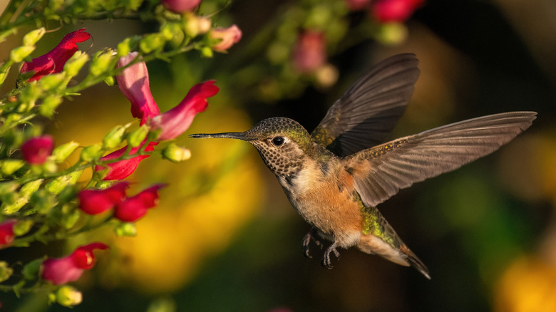 A hummingbird feeding from the red mimbres figwort.