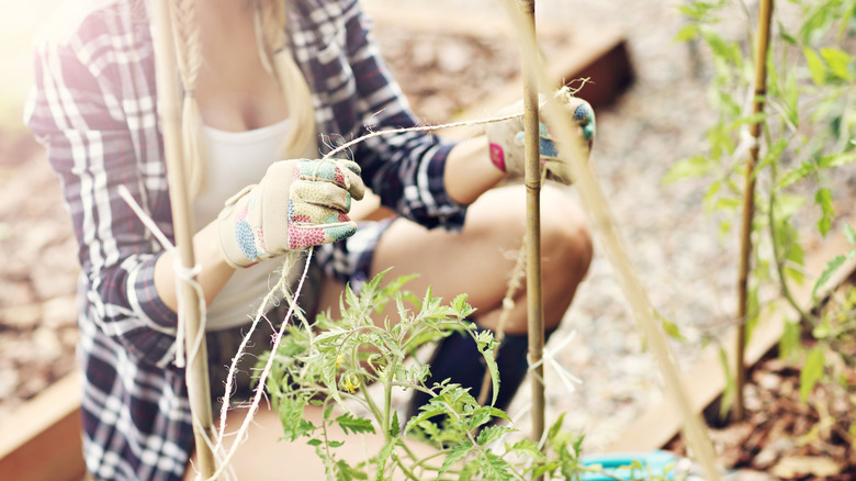 person tying plants in garden