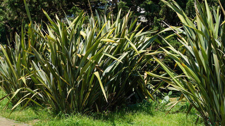 New Zealand flax growing in a landscape