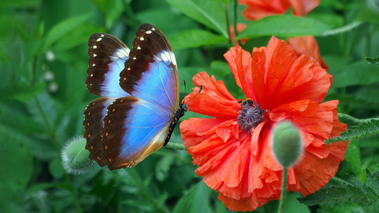 a vivid picture with a blue butterfly on a brilliant red-orange Oriental poppy flower