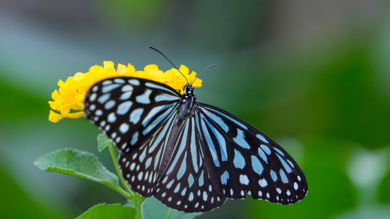 an image of a blue and black butterfly on a yellow flower