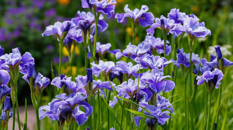 cluster of blooming Siberian irises