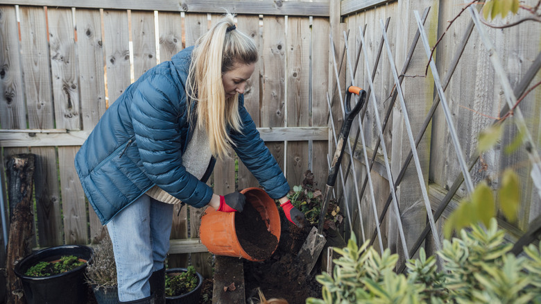 Women preparing her garden to plant spring flowering plants in the fall