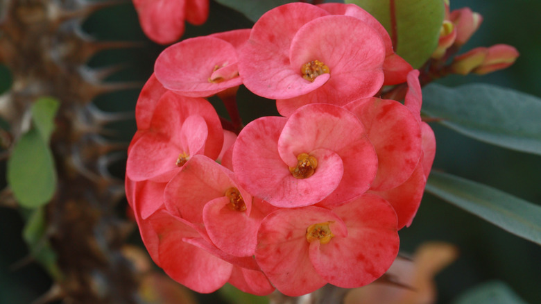 Closeup on crown-of-thorns flowers with their pink, twirling petals