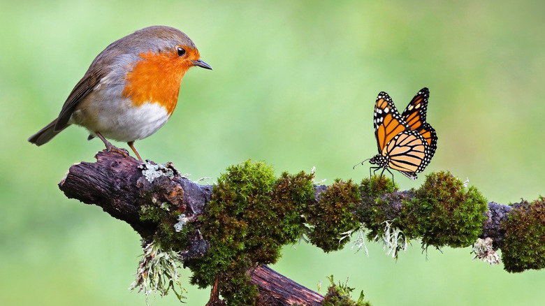 bird and butterfly on branch
