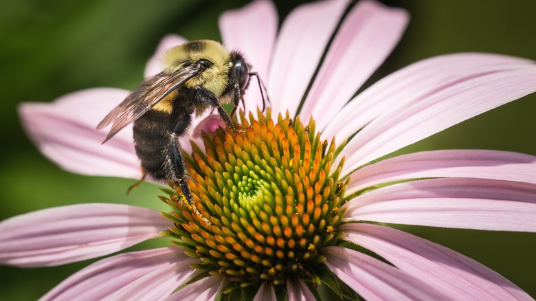 echinacea with bee