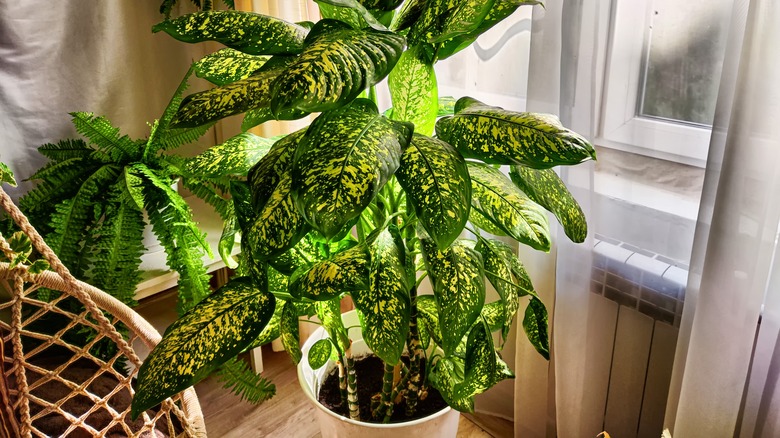 Dieffenbachia houseplant