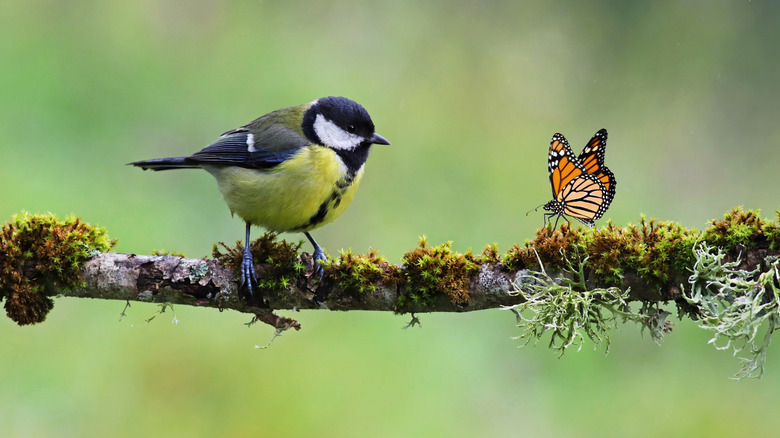 Bird and butterfly sitting on a branch